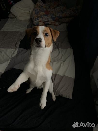 Выгул собак. Догситтер. Передержка собак и котов