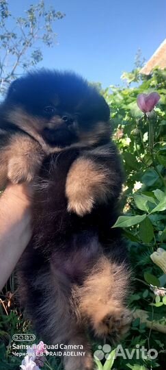 Щенки шпица