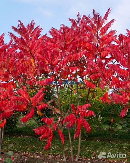 Сумах - декоративное деревце, виноград