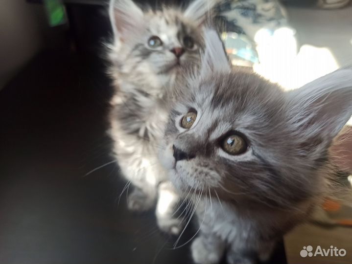 Котёнок Мейн-кун