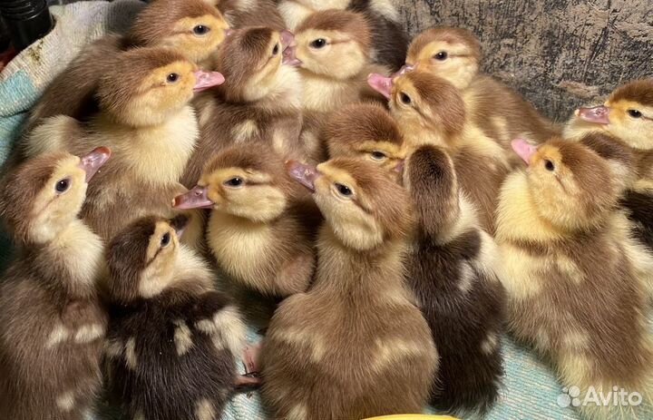 Домашняя птица