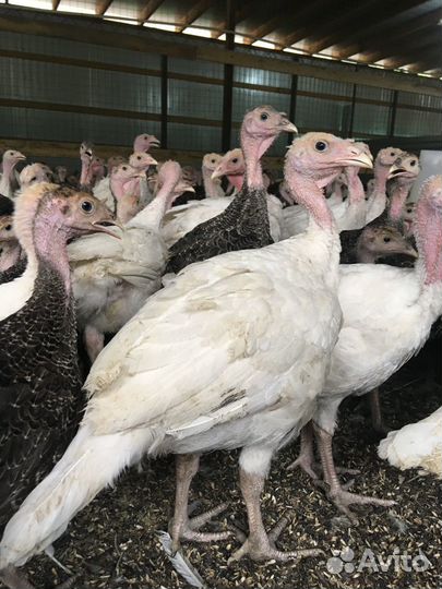 Подрощенные Индюки