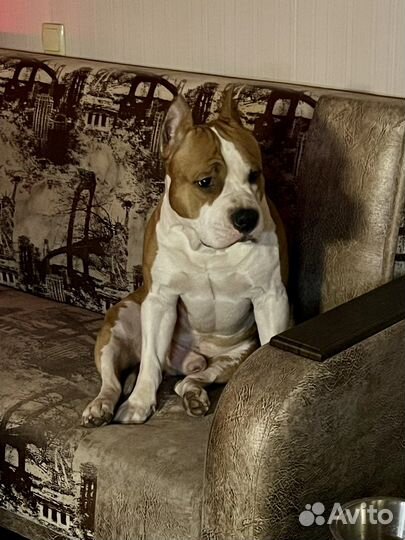 Вязка собак