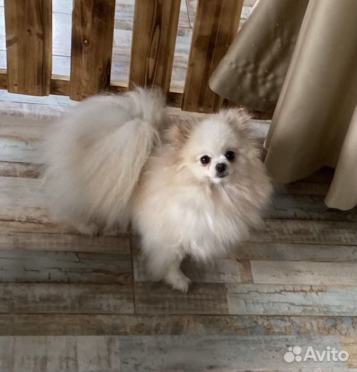 Мини шпиц девочки