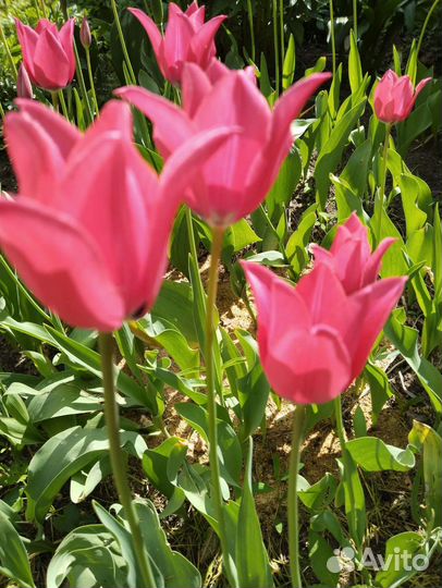 Луковицы тюльпана