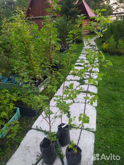 Абрикос саженцы