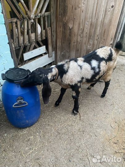 Коза нубийская