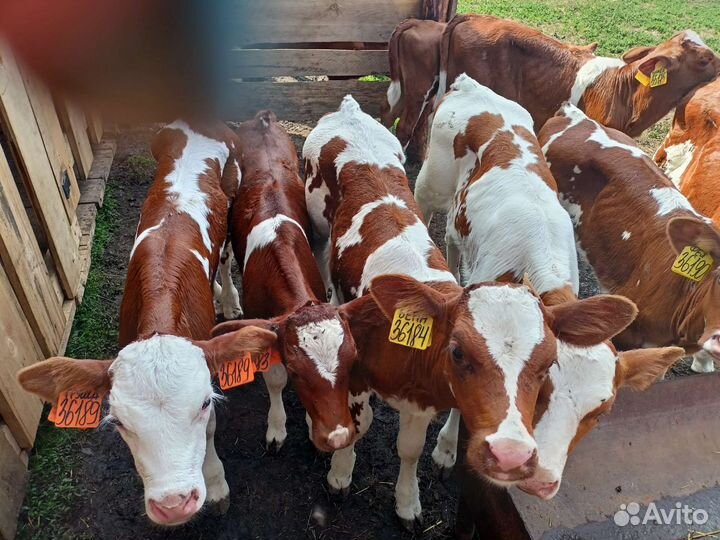 Телочки симменталки