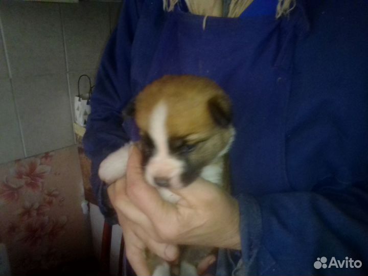 Отдам щенка в добрые руки