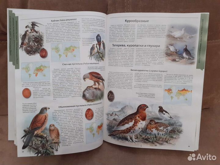 Большая иллюстрированная энциклопедия Птицы России