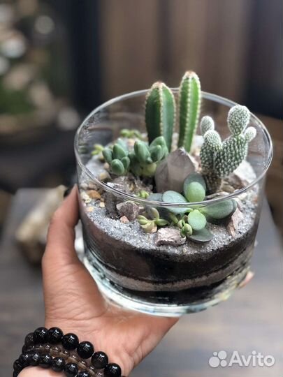 Флорариум с кактусами, суккулентами и кристаллами