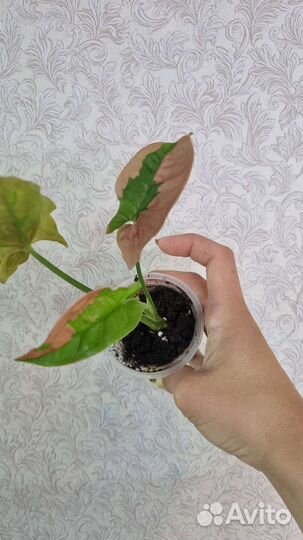 Сингониумы сортовые