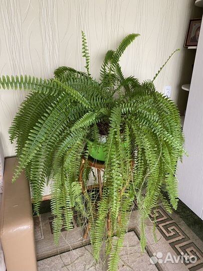 Папоротник комнатный