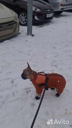 Комбинезон для средней собаки Petmax