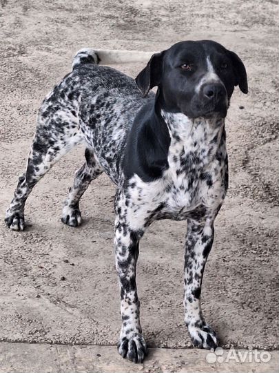 Курцхаар в добрые руки