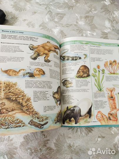 Энциклопедия для детей