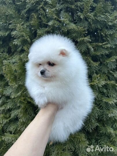 Померанский шпиц медвежьего типа девочка