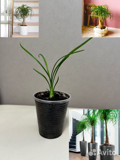 Нолина (бутылочное дерево)