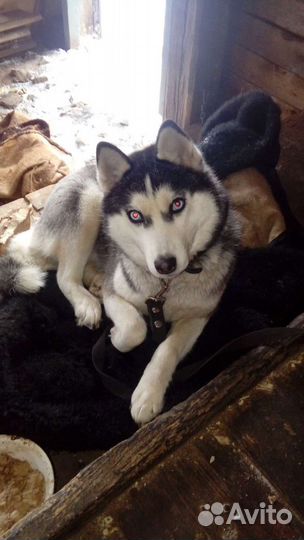 Сибирский хаски