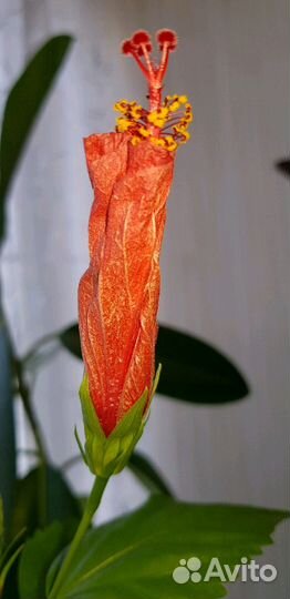 Цветок Гибискус белый классический и махровый