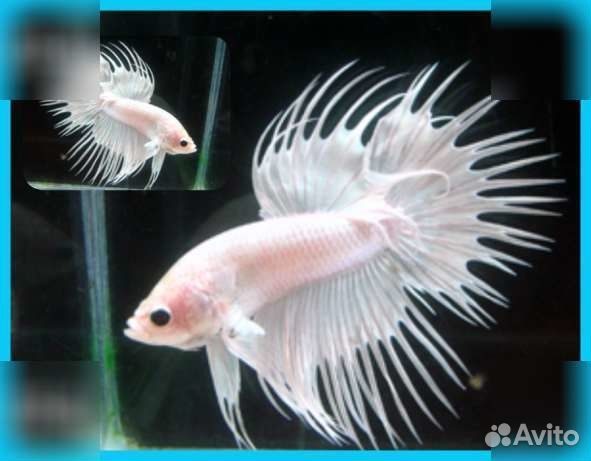Петушок коронохвостый