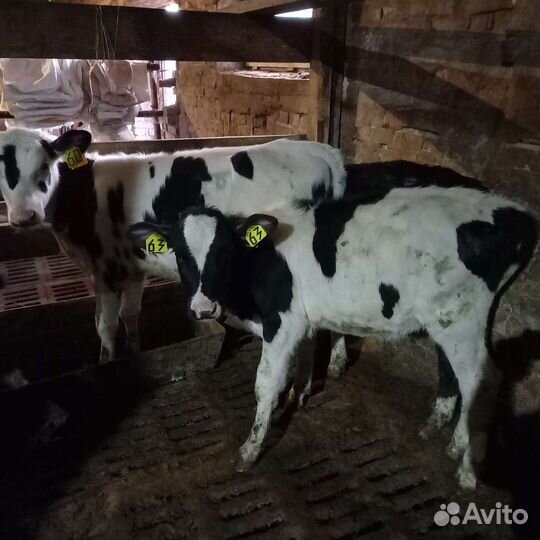 Бычки телята