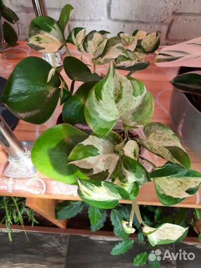 Арбузная пеперомия и другие комнатные цветы