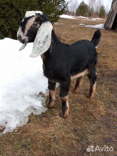 Нубийские козы