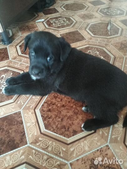 Отдам щенят в добрые руки