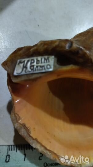 Набор морских раковин за всё