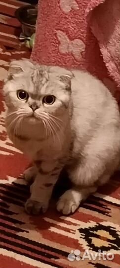 Передержка домашних животных