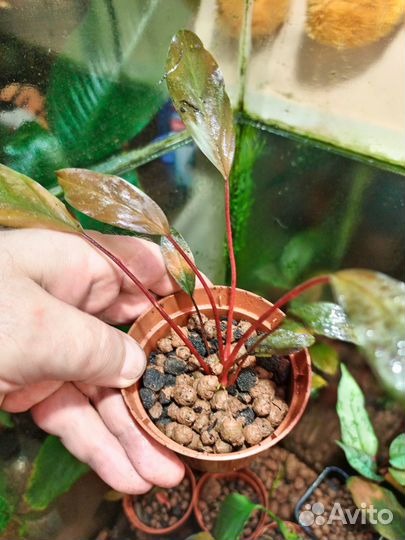 Хомаломена Homalomena sp. Sulawesi Red