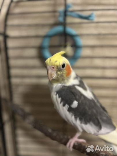 Попугаи корелла