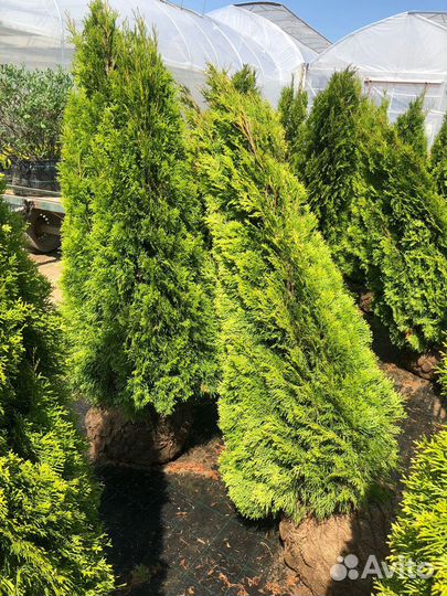Туи из питомника