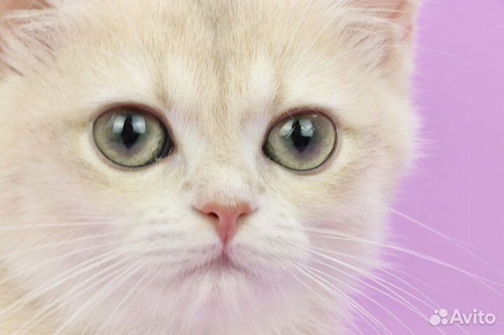 Британская кошка голубое золото шинишилла ay12