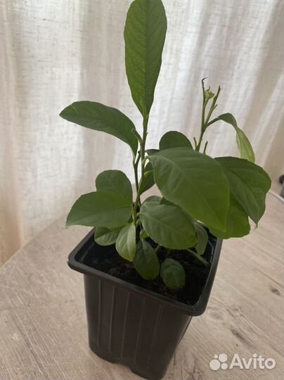 Лимон отросток