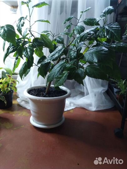 Гибискус, Аихрезон, Аглонема, Эпипремнум