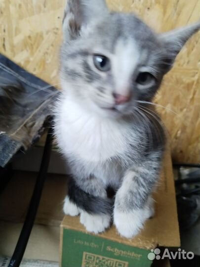 Котята домашние