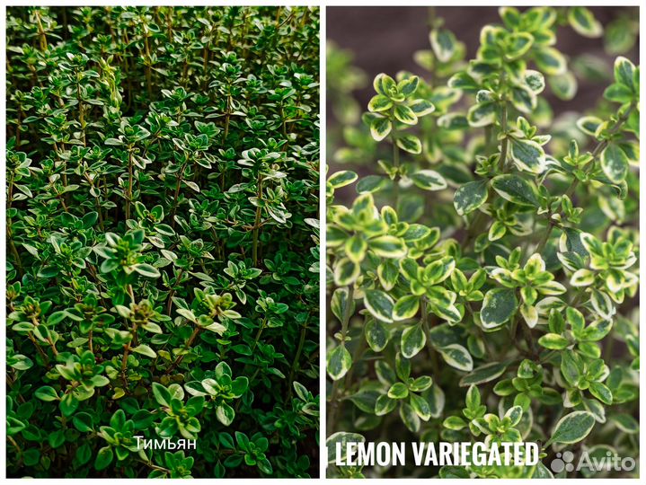 Пряно-вкусовые и лекарственные растения