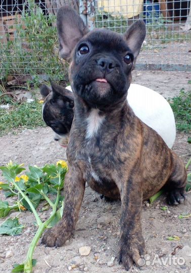 Французские булочки