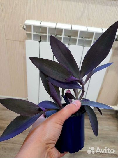 Традесканция