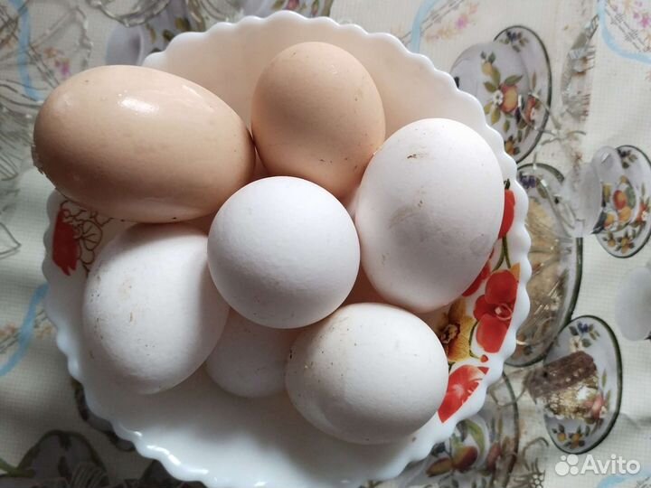 Домашние куриные яйца