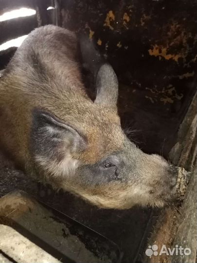 Хряк на племя