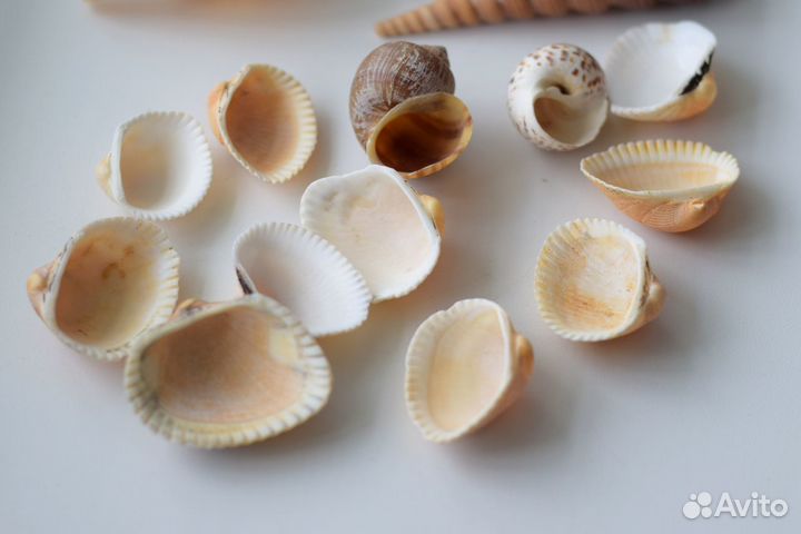 Набор ракушек
