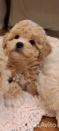 Мальтипу ф1