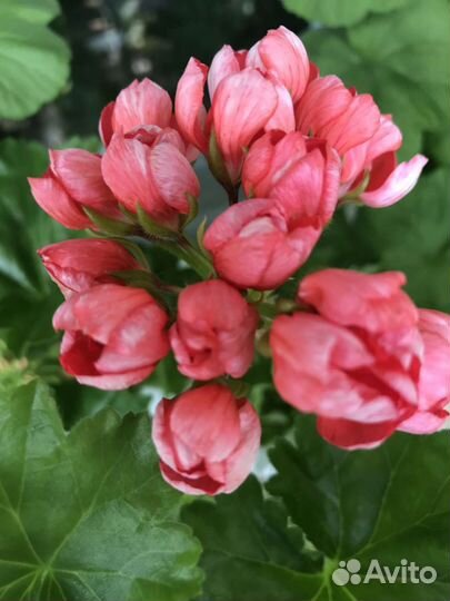 Пеларгония тюльпановидная