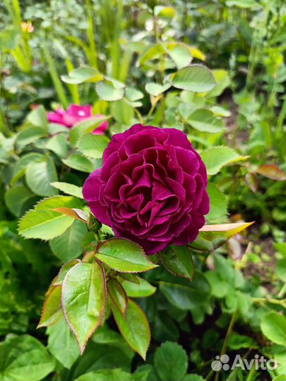 Розы в ассортименте