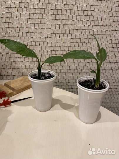 Спатифиллум gemini джемини