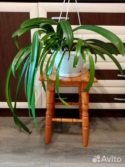 Гиппеаструм - комнатная лилия