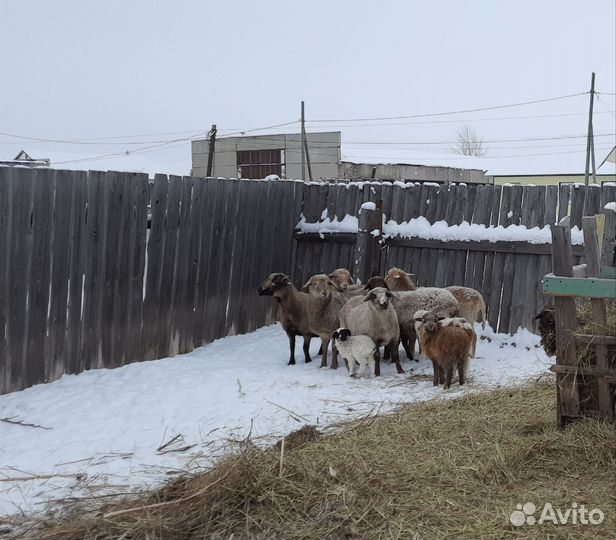 Овцы бараны ягнята